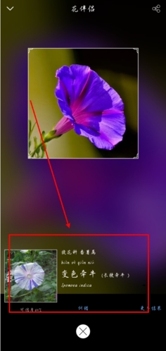 花伴侣app怎么才可以把识别过的花保存图片1