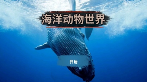 海洋动物世界图片1