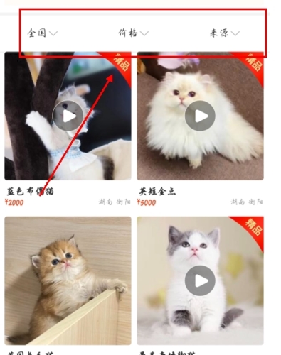 宠物市场app怎么挑猫图片3