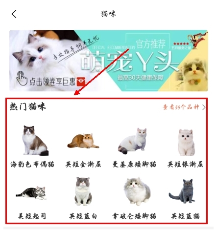 宠物市场app怎么挑猫图片2
